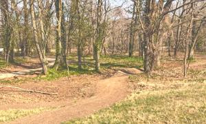 Forest path winding through sparse trees in early spring.