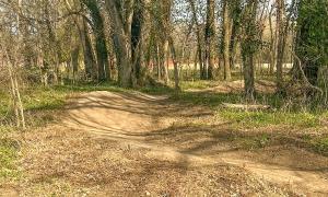 Sunny forest path with trees and sparse grass.