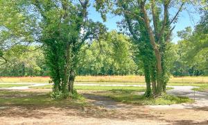 Pathway through green trees and grass under a blue sky.