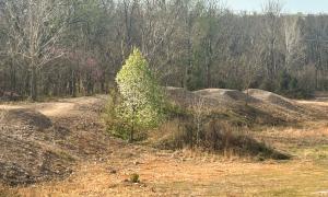 Dirt bike track with mounds and trees in a forested area.